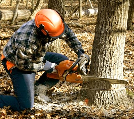 Tree Removal in Harris, MN